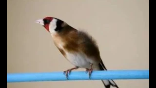 اجمل صوت بومزين سبحان الله 