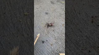 Father and Son Encounter Deadly Funnel Web Spider in Victoria