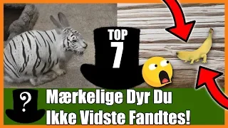 TOP 7 Mærkelige Dyr Du Ikke Vidste Fandtes!