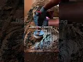 Dazzling Cleaning Services