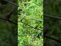 Download Lagu Menjebak burung pakai pulut #shorts