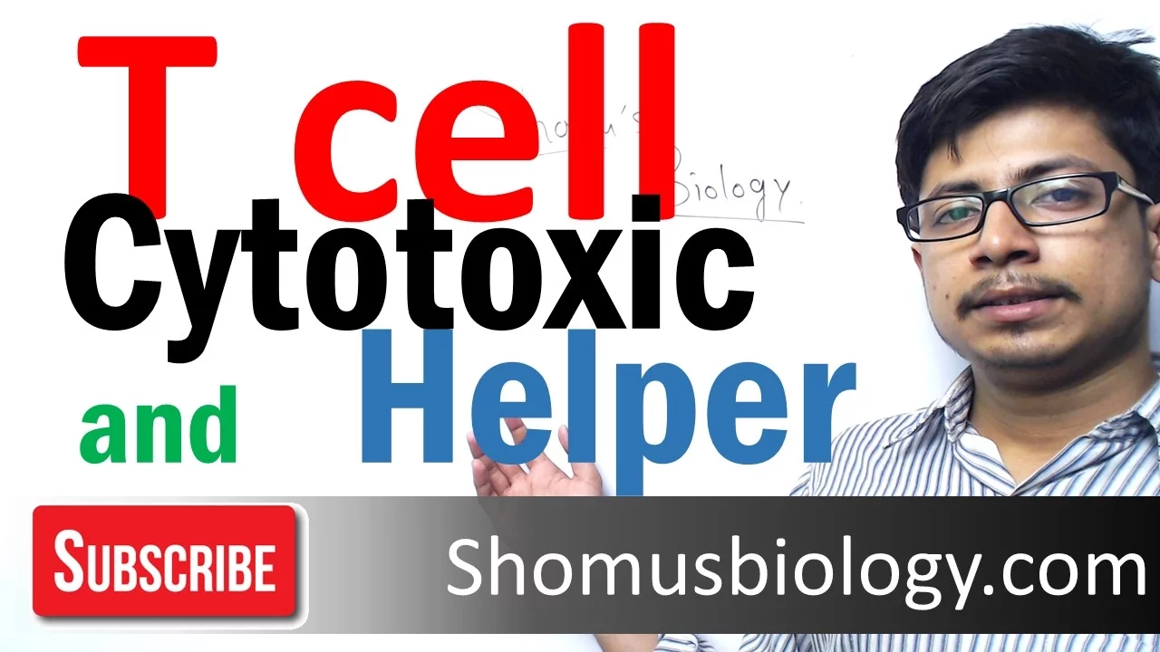 T cell types | Helper T cells and cytotoxic T cells