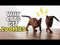 Why Your Cat Gets The Zoomies You Might be Surprised