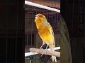 Lagu Kenari isian istimewa #kenari #kenarigacor #canary #kanaria #canáriobelga #birdsinging #shorts