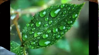 قطرة من نداك نصر الدين طوبار 