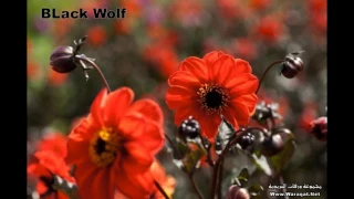 اخامسك وتغار يجافيني حسام ابو طافش 