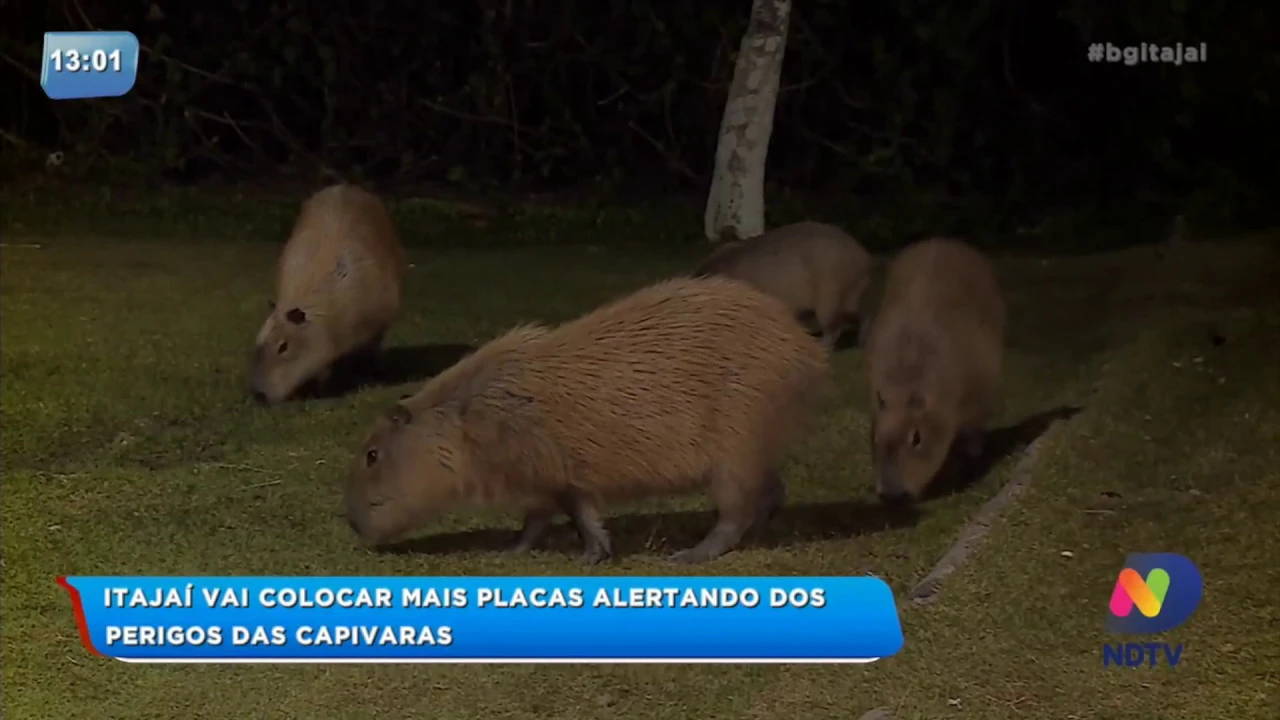 Prefeitura de Itajaí vai colocar mais placas alertando dos perigos das capivaras