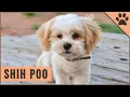 Shih Poo Poodle - Shih Tzu Mix