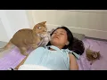Download Lagu The mother cat always brings her kittens to me wherever I sleep, which is really heartwarming!