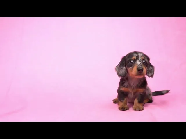 動画