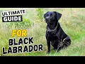 Black Labrador Everything You Need To Know Ultimate Guide