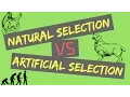 Natural Selection vs Artificial Selection Mechanisms of Evolution