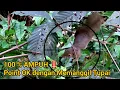 CARA AMPUH BERBURU TUPAI MENGGUNAKAN SUARA TUPAI PEMIKAT ‼️MEMANGGIL TUPAI #43