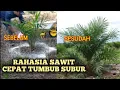 Download Lagu Rahasia Sawit Cepat Tumbuh Besar dan subur
