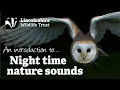 Download Lagu Night Time Nature Sounds