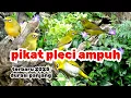 PIKAT PLECI AMPUH | pikat pleci ribut durasi panjang