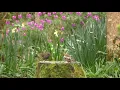 Relax Your Dog TV : Birds and Bird Sounds in The Flower Garden - 8 HOURS