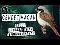 Masteran Cendet Macan Gacor Bongkar Isian Tembakan Kasar