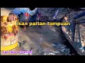 Download Lagu Lubuk sungai ikan  paitan banyak kekeringan air di kuras