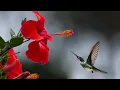 Download Lagu Video Alam 30 Detik | Video Status WhatsApp | Video Latar Belakang Alam