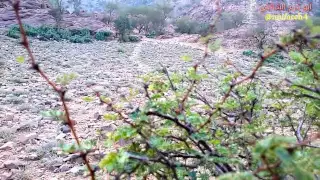 شيلة الليل طال ودكني هاجوس 