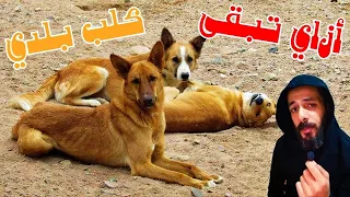 الحياة من وجهة نظر الكلب البلدي 