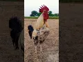 Download Lagu ayam suara jago kluruk panjang #ayam #chicken #aseel #birds