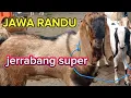 Download Lagu Update harga kambing terbaru‼️Selasa 30 september 2025 di pasar kambing wlingi blitar