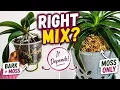Orchid Potting Mix Explained Bark Moss What Actually Works Indoors