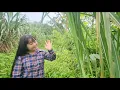 Download Lagu Alleenstaande moeder Sung Luyen zoekt wanhopig naar CEO James - Vervaagt de liefde met de tijd?
