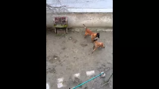 Saillie malinois Kaya & Stup