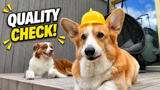 YARD WORK - Topi the Corgi