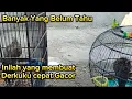 Download Lagu 4 Tips wajib agar Tekukur Cepat Gacor