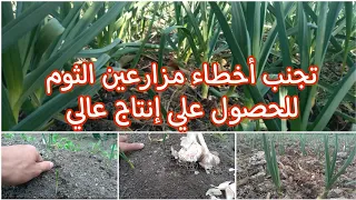 تعرف علي ٥ أخطاء يفعلها مزارعين الثوم تقلل الإنتاج والمحصول والحل والعلاج المناسب لهذة الأخطاء 