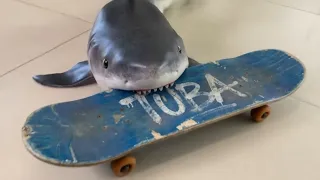 Tuba: O Tubarão de Estimação que Anda de Skate! 🦈🛹