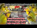 Download Lagu HITUNGAN MENIT Pleci Males Bunyi dan Bahan Langsung Respon Terapi pleci betina+koloni