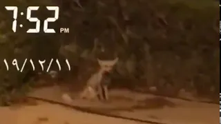 حصني في العارضية دندنها