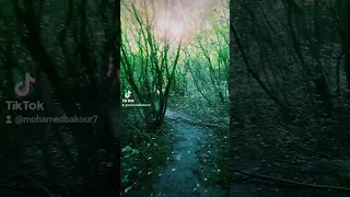 عبد الحليم حافظ سواح 