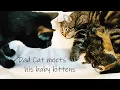 Download Lagu Dad Cat meets his BABY KITTENS for the first time - What happens?