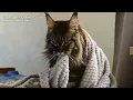 Giant Maine Coon Kittens Ready to Go Home