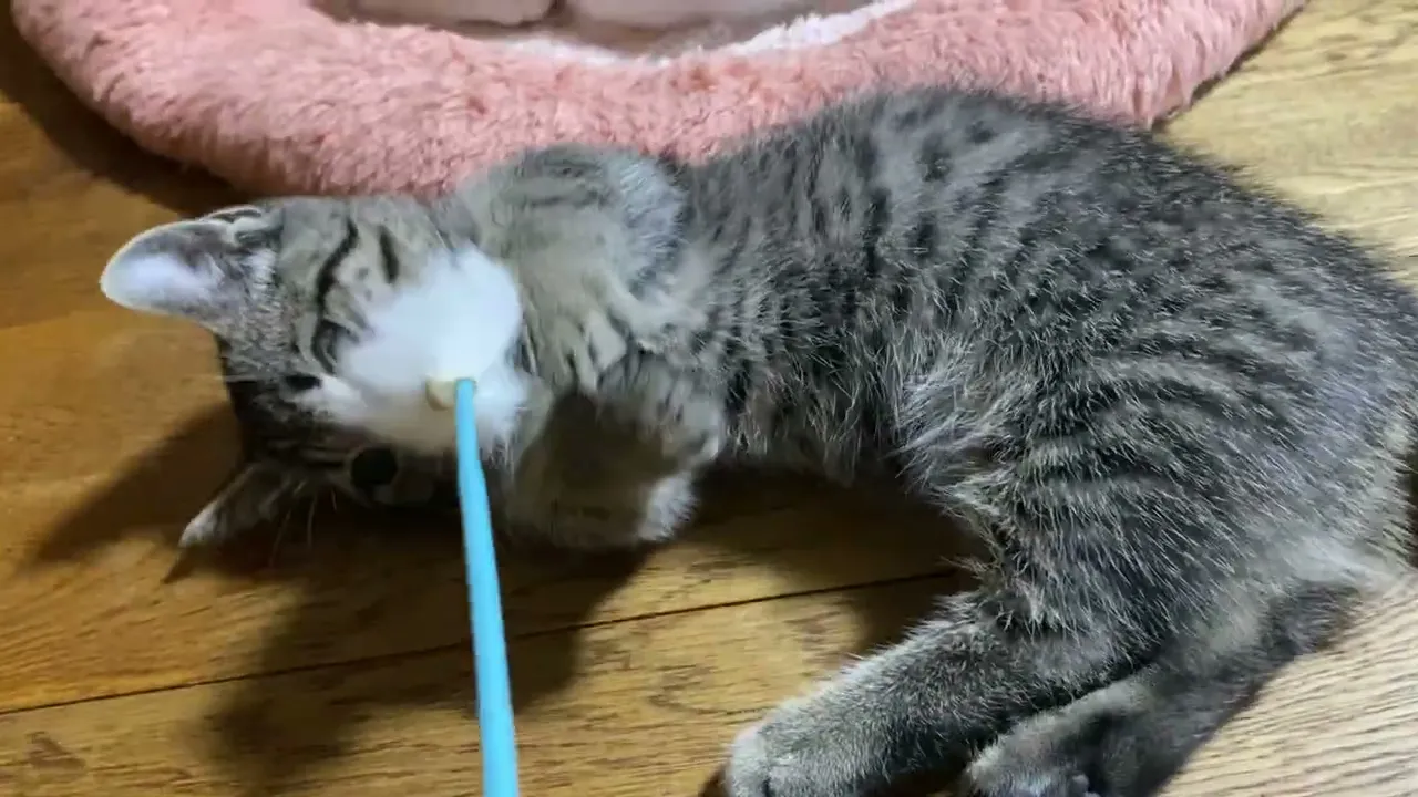 動画