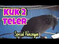 Download Lagu Suara Tekukur Kuk 2 Gacor Sampai Teler, Ampuh Buat Pancingan‼️