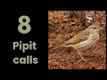 Download Lagu 8 PIPIT CALLS from Southern Africa