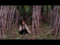 Download Lagu How to Make Best Sugar from Sugar Cane?