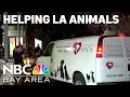 Fees waived for SF SPCA puppy adoptions to help free up space for LA animals