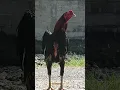 Download Lagu Ciri khas kokok ayam bangkok juara