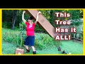 Why I m Planting SASSAFRAS Tree not bare root