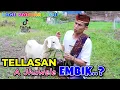 Download Lagu TELLASAN A JHUWELE EMBIK - LAGU MADURA LUCU VIRAL TIKTOK - FAQIH TAKESA - MP3