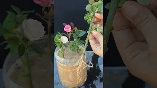 طريقة مضمونة وسهلة لزراعة الورد الجورى من الاقلام 