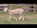 LOT 4 - HIGH ROAD SHEEP